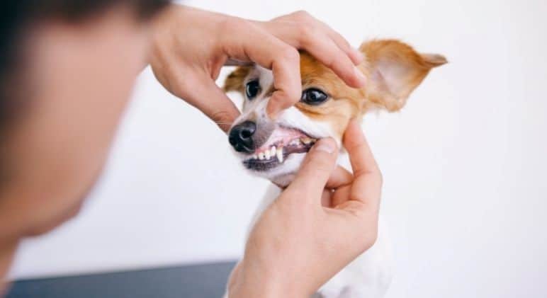 5 Formas de Limpar os Dentes do seu Cão (Sem Escovar)