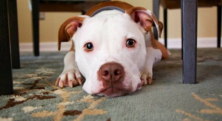 Accidents Happen: How to Clean Up Your Pet’s Urine