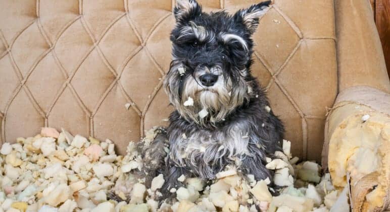 Como ajudar o seu cão com Ansiedade por Separação