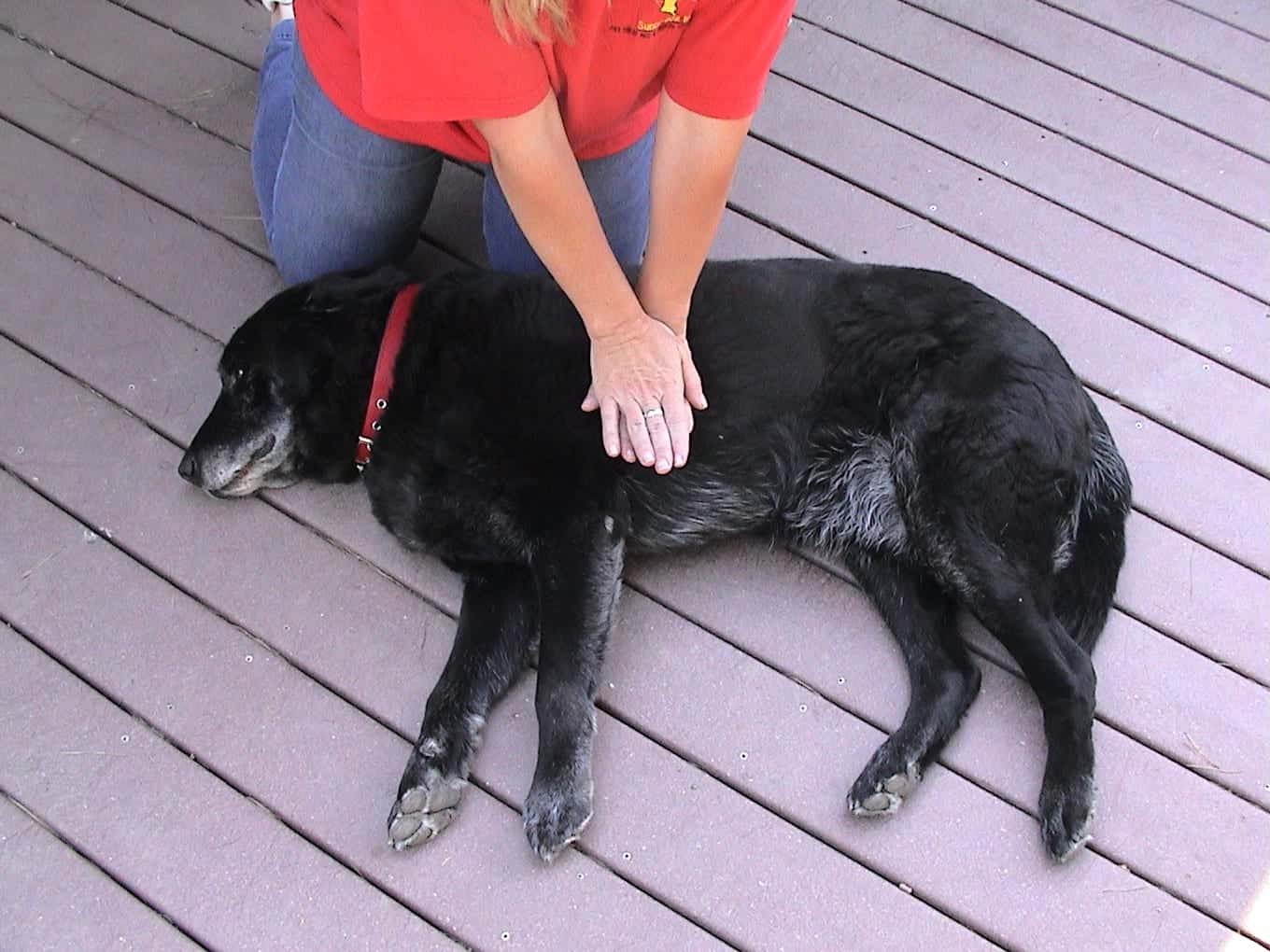 Importante: Como fazer reanimação cardio-respiratória ao seu cão, em caso de necessidade
