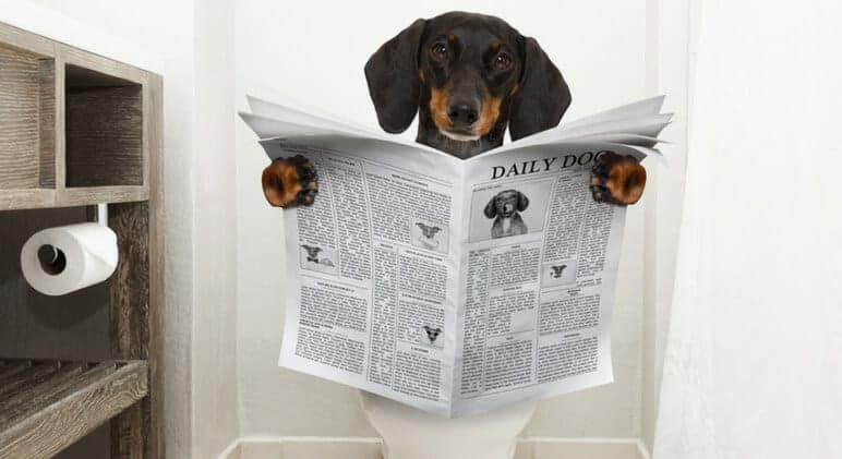 7 Razões Porque o Seu Cão Faz Xixi em Casa