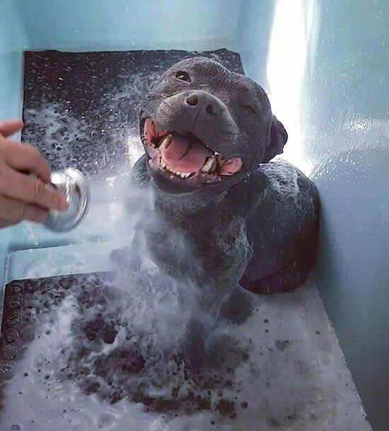 Curiosidade: Conheça os 8 Maiores Cães do Mundo
