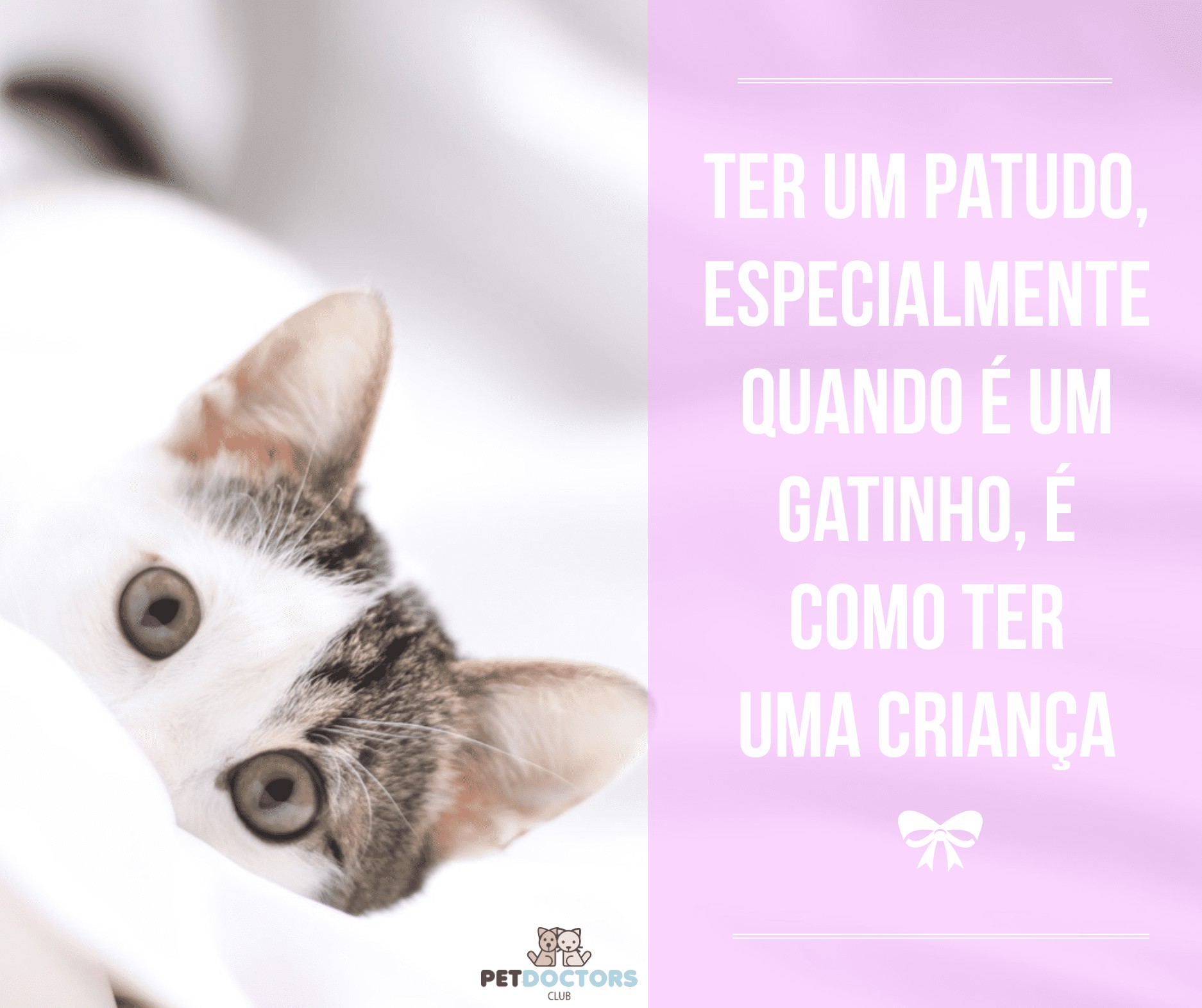 Adotou, ou vai adotar, um Gato? Veja esta checklist!