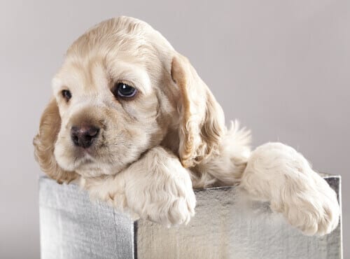 How to Tell If a Dog Is Well Socialised