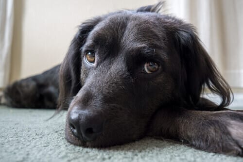 Six Things You Think Your Dog Likes, But…