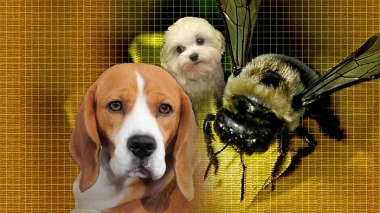 O que fazer se o seu cão fôr picado por uma abelha
