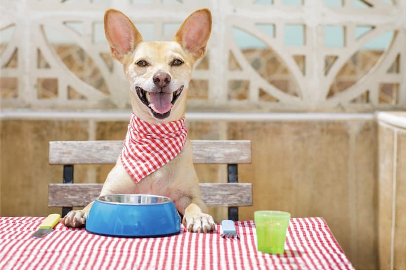 O chocolate é mesmo tóxico para cães?