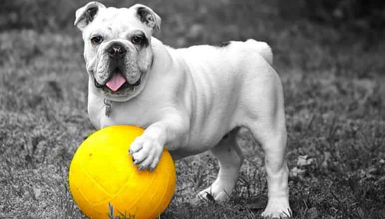 Como Proteger as Patas do seu Cão durante o Verão