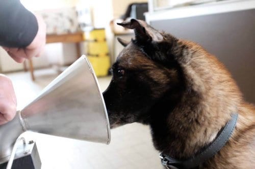 Sabia Que Há Cães Capazes de Detectar o Cancro da Mama?