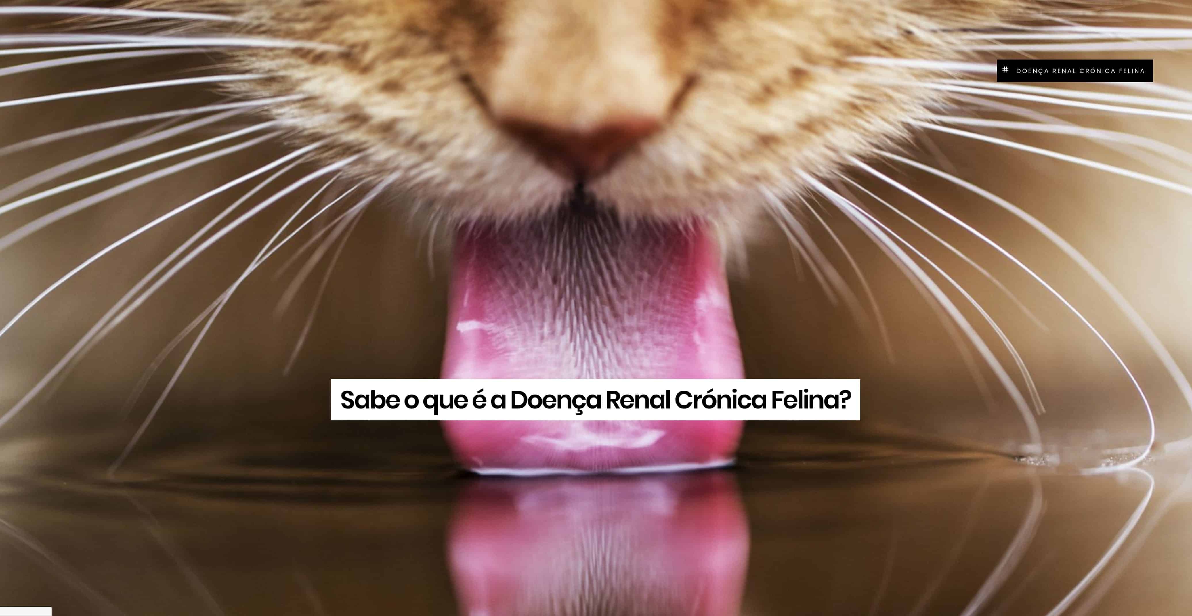 Sabe o que é a doença renal crónica felina?