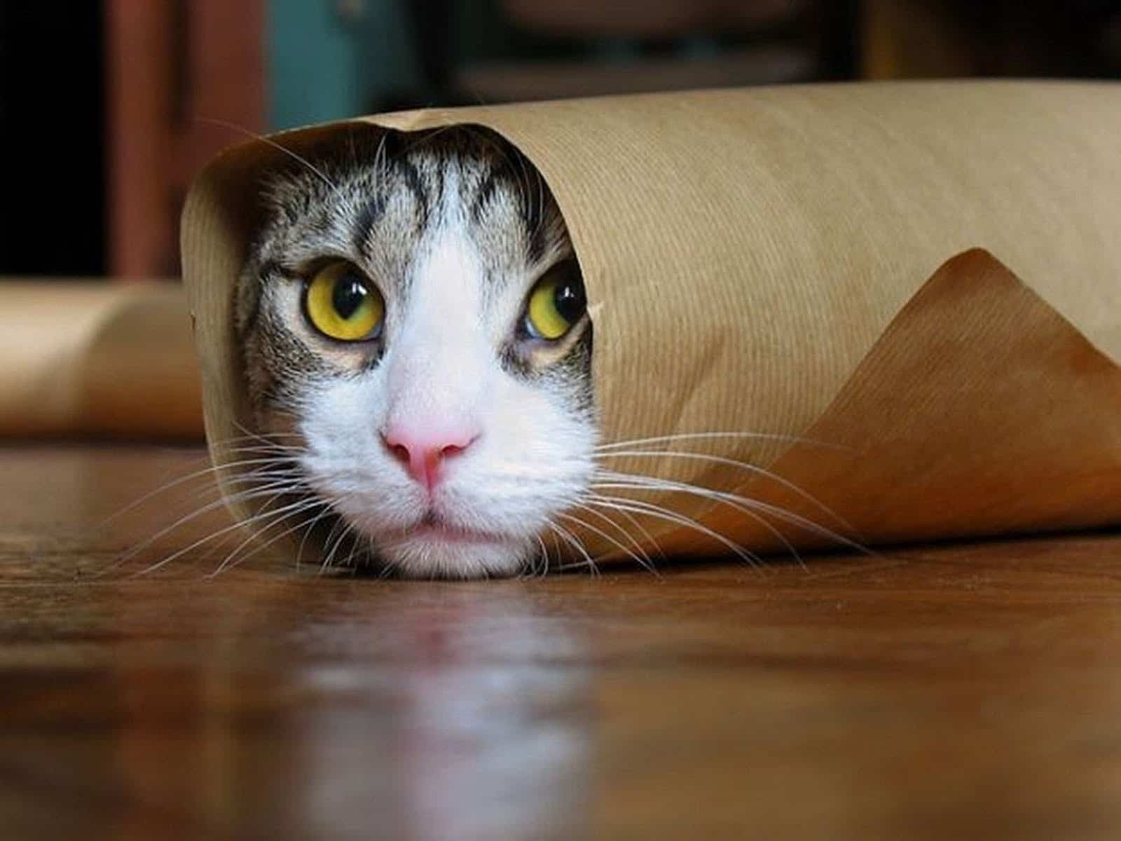 Como Monitorar a Saúde do Seu Gato: Um Guia Detalhado para Tutores