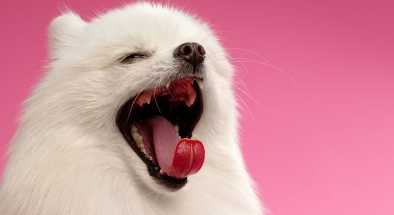 Porque bocejam os cães? 5 Razões Comuns!