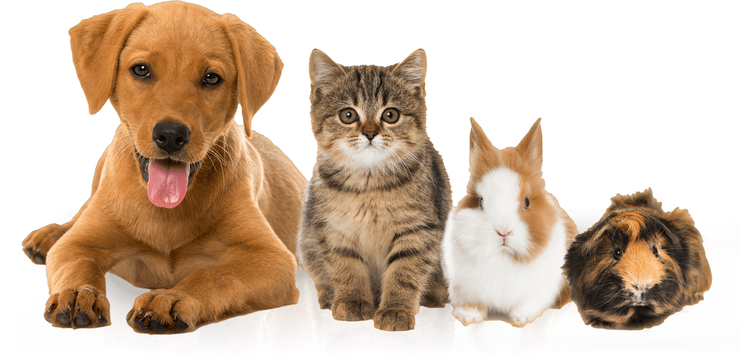 Um cachorro, um gatinho, um coelho e um porquinho-da-índia, lado a lado.