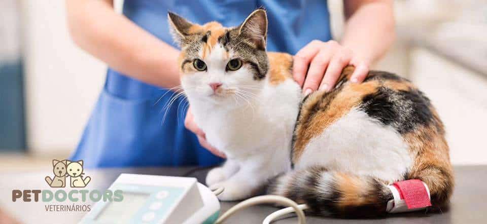 Duas mãos a segurar um gato malhado enquanto se coloca a braçadeira de medição.