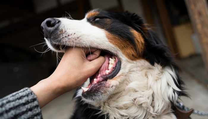 Sabe o que fazer se o seu cão se engasgar ou sufocar?